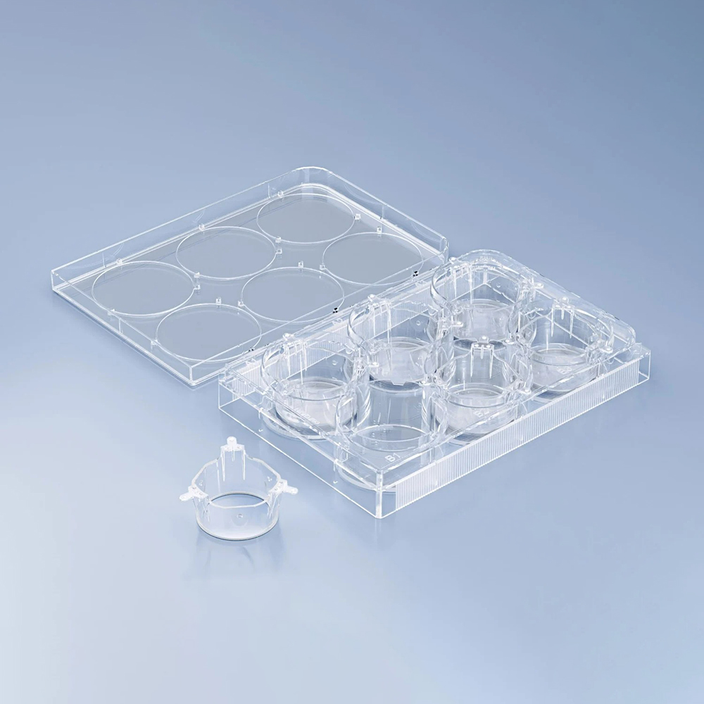 cellQART 6-Well Cell Culture Insert Pre-loaded in Well Plate, PET, 0.4um, Translucent, 4 Well Plates/pk
