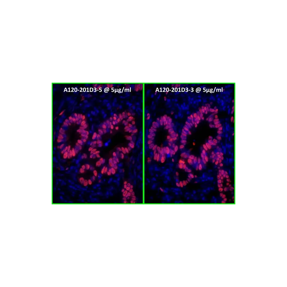 Goat anti-Rabbit IgG Heavy and Light Chain Cross-Adsorbed Antibody DyLight® 550 Conjugated