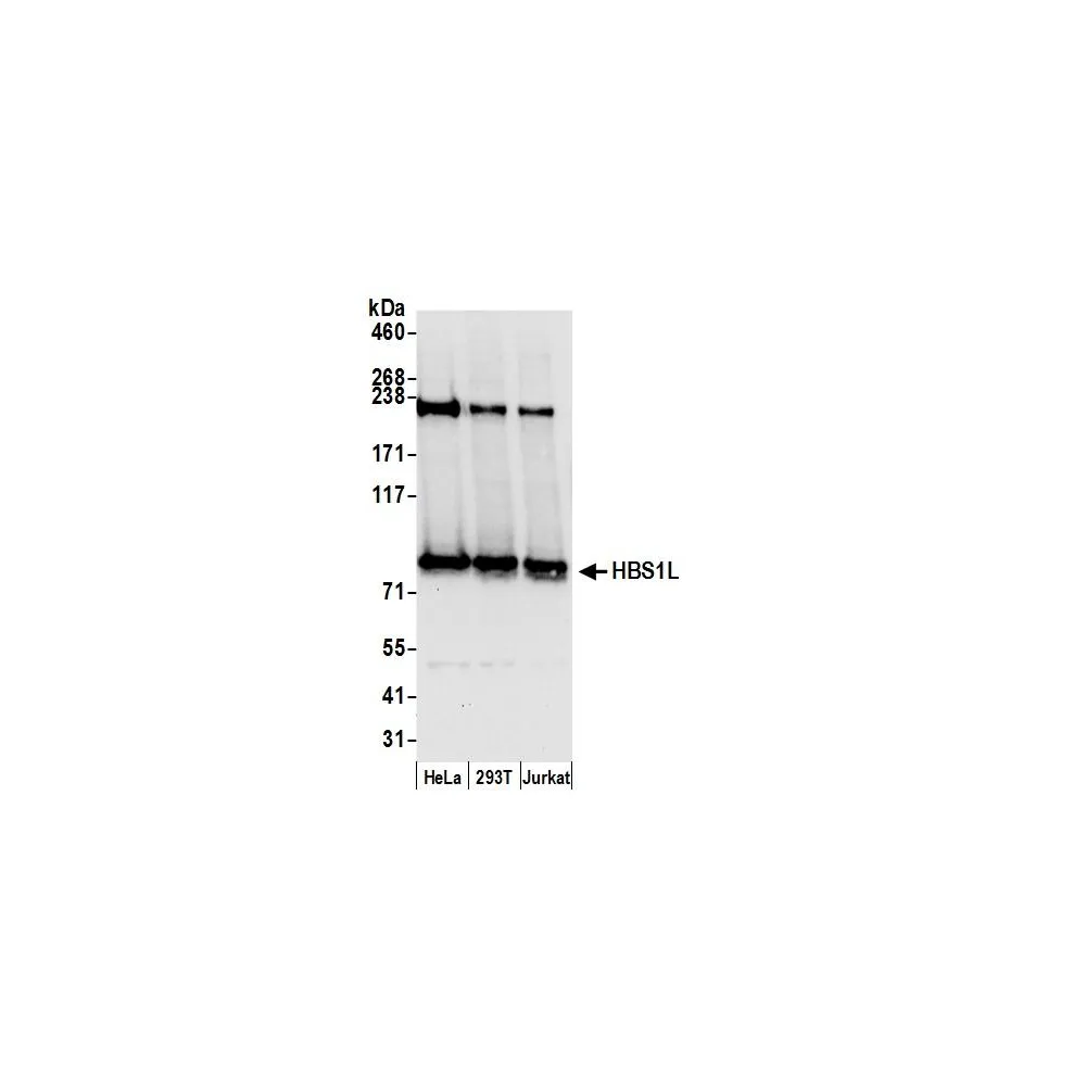 Rabbit anti-Sheep IgG Heavy and Light Chain Cross-Adsorbed Antibody Affinity Purified