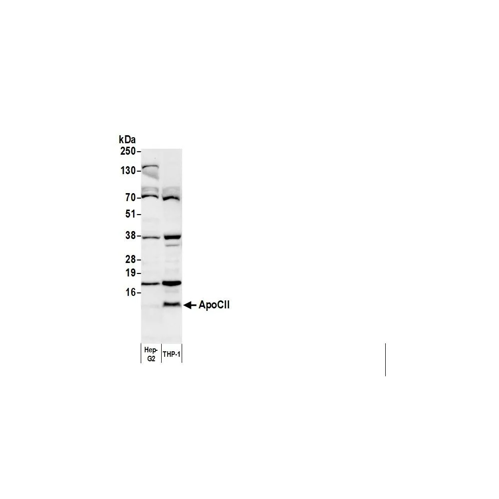 Rabbit anti-Biotin Antibody HRP Conjugated