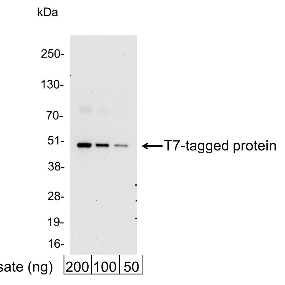 Rabbit anti-T7 Tag Antibody HRP Conjugated
