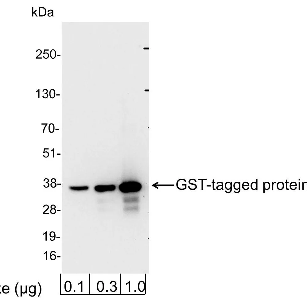 Rabbit anti-GST-Tag Antibody Affinity Purified