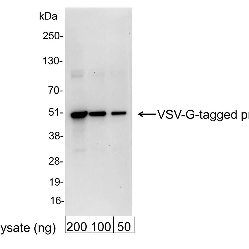 Goat anti-VSV-G Tag Antibody FITC Conjugated