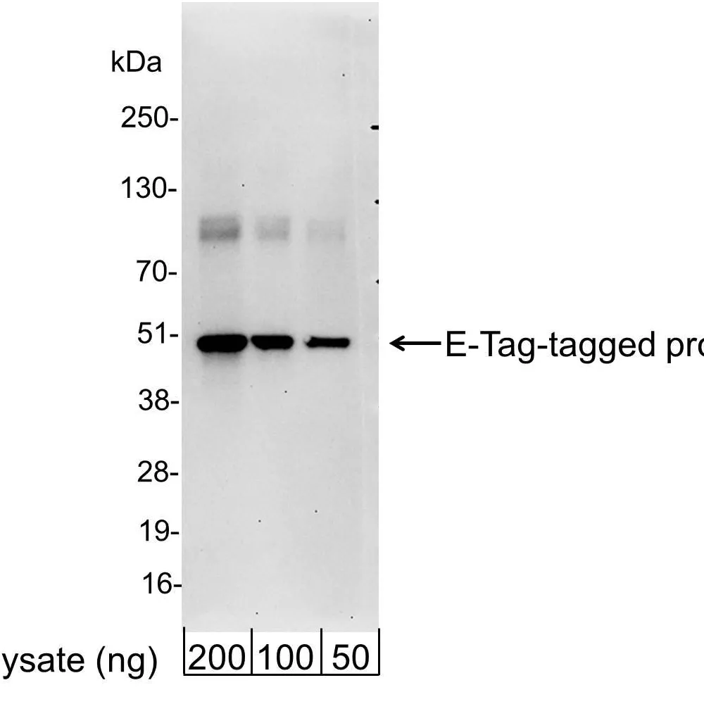 Goat anti-E Tag Antibody FITC Conjugated