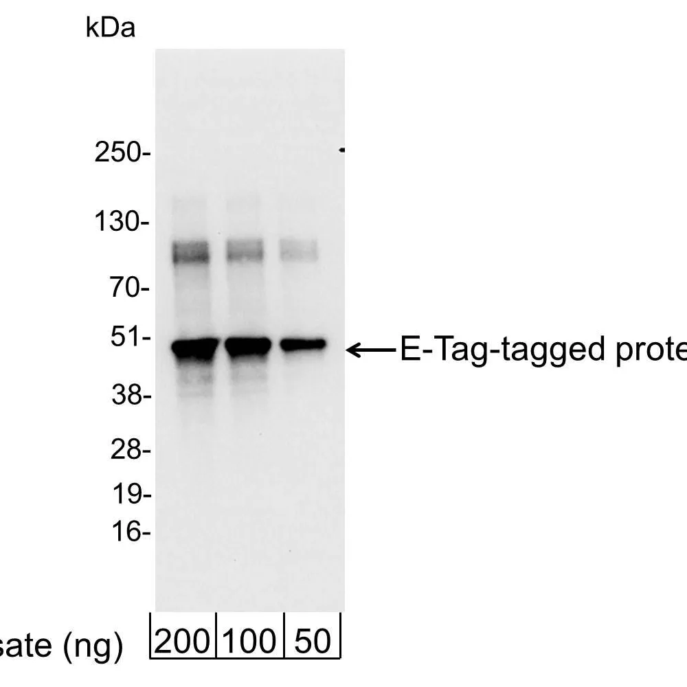 Rabbit anti-E Tag Antibody Affinity Purified