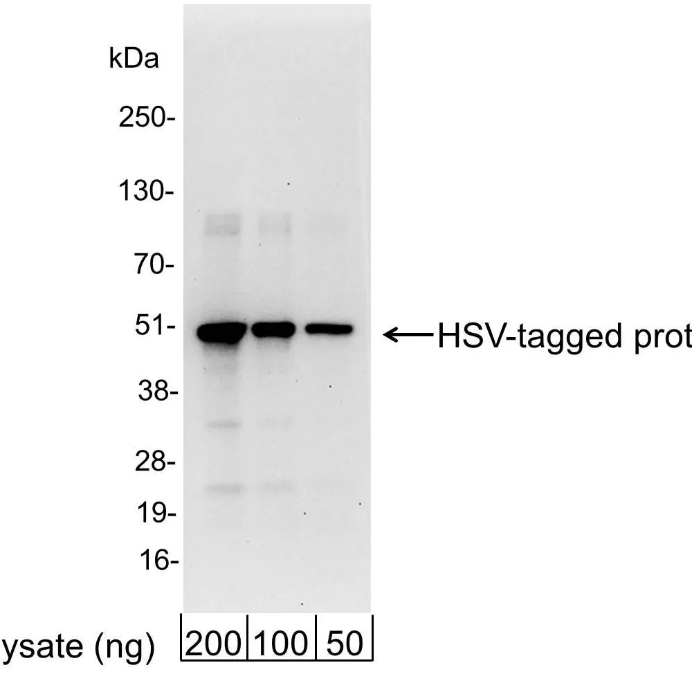 Goat anti-HSV Tag  Antibody Affinity Purified