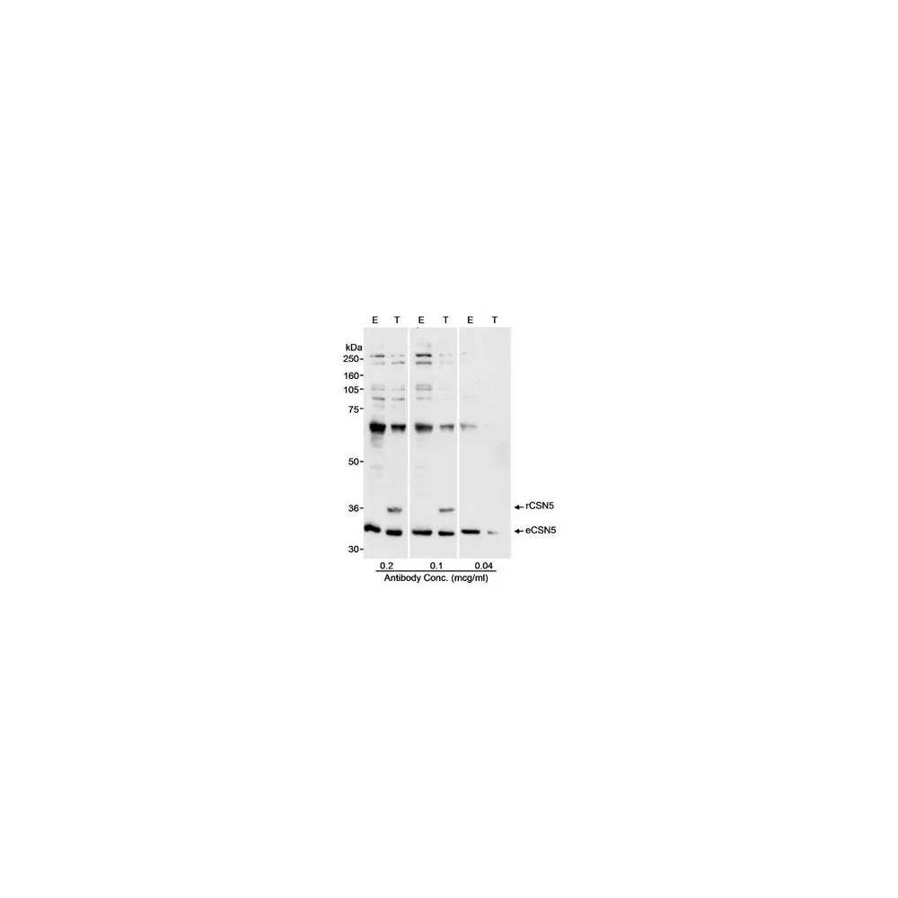 Rabbit anti-CSN5 Antibody, Affinity Purified
