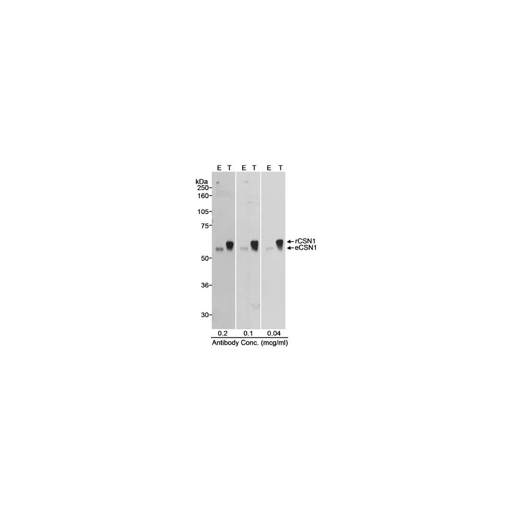Rabbit anti-CSN1 Antibody, Affinity Purified