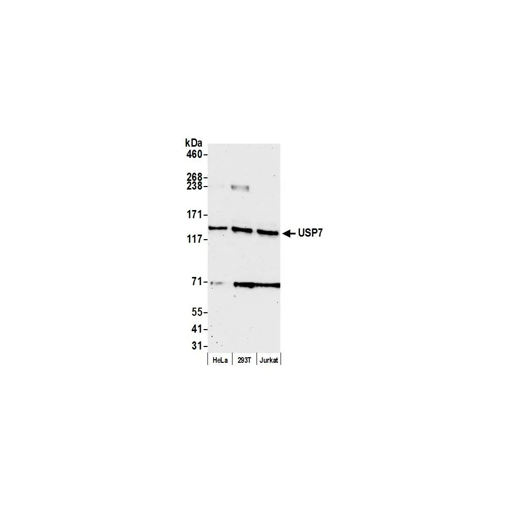 Rabbit anti-USP7 Antibody, Affinity Purified