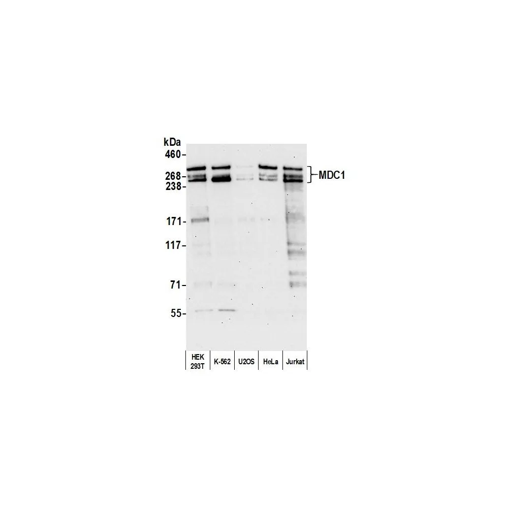 Rabbit anti-MDC1 Antibody, Affinity Purified