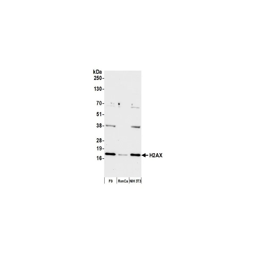 Rabbit anti-H2AX Antibody, Affinity Purified