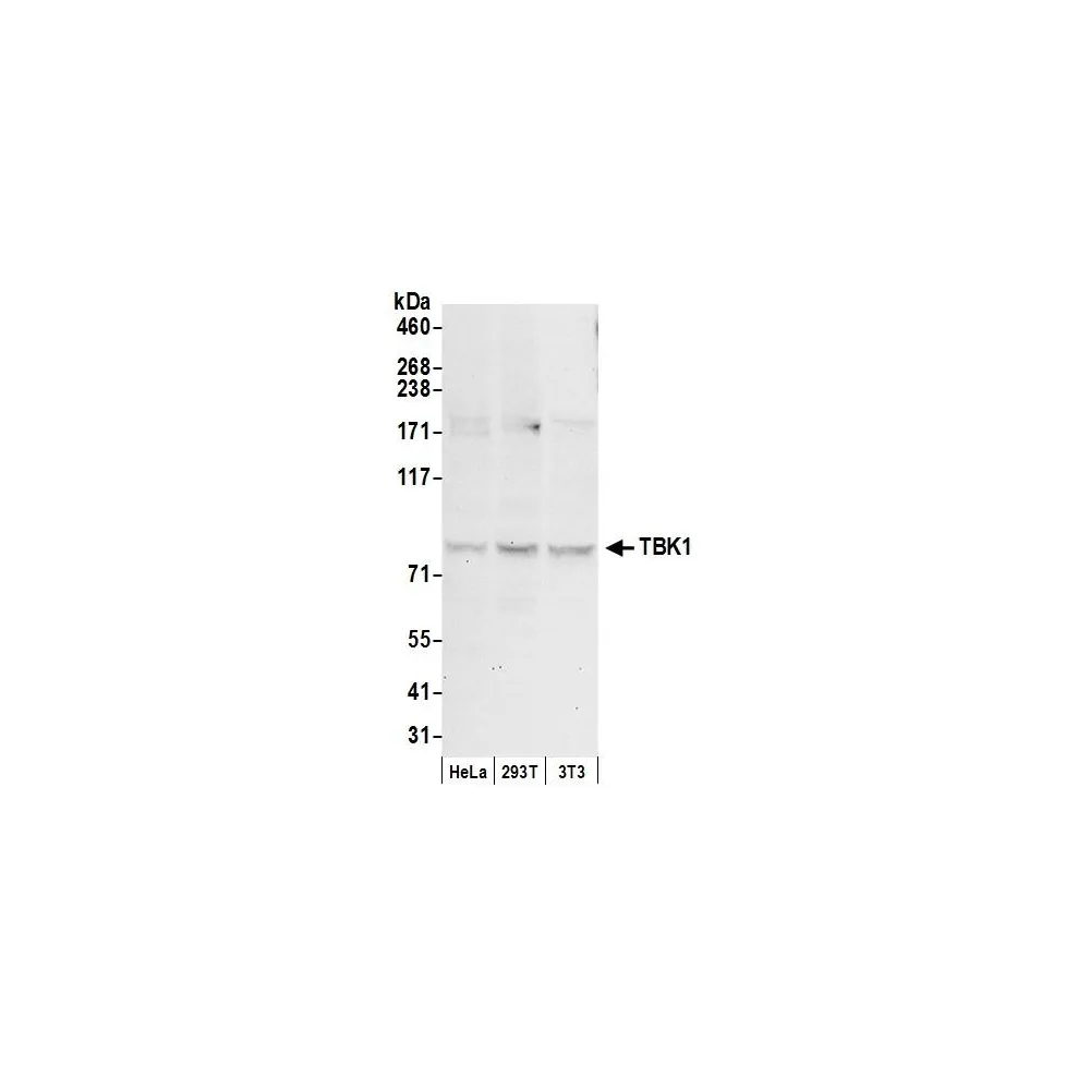 Rabbit anti-TBK1 Antibody, Affinity Purified
