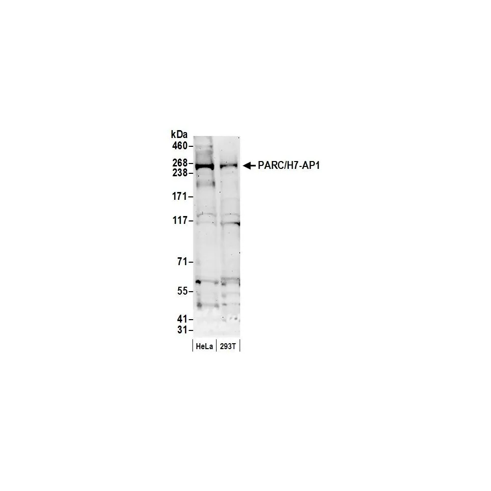 Rabbit anti-PARC/H7-AP1 Antibody, Affinity Purified