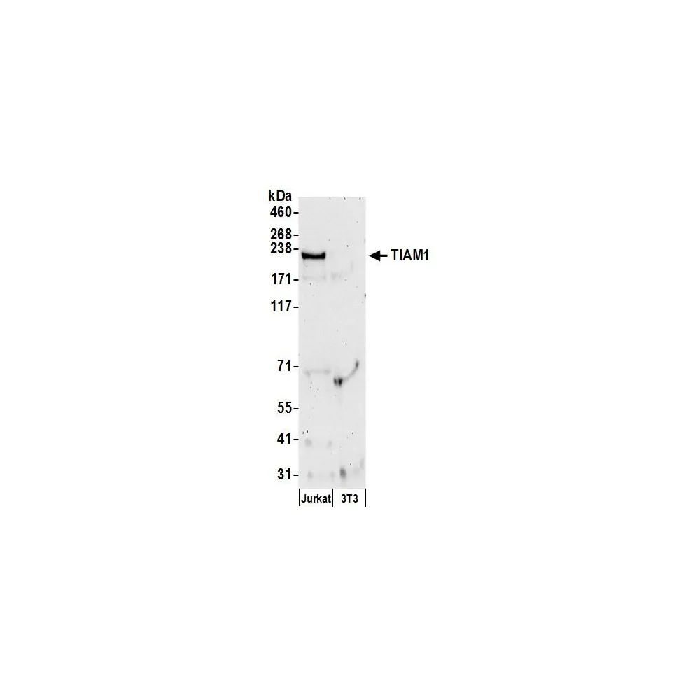 Rabbit anti-TIAM1 Antibody, Affinity Purified