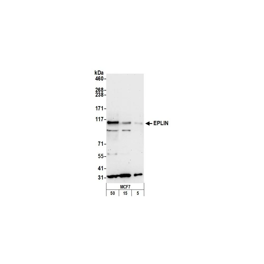 Rabbit anti-EPLIN Antibody, Affinity Purified