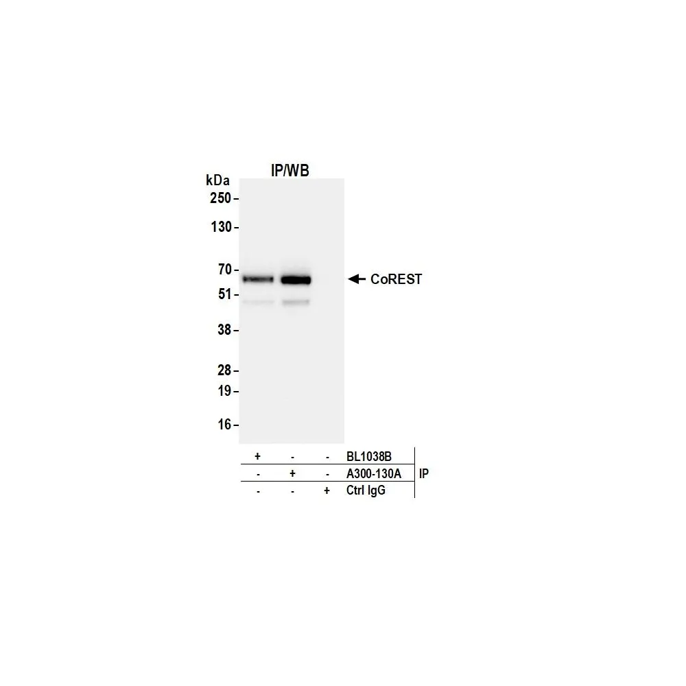 Rabbit anti-CoREST Antibody, Affinity Purified