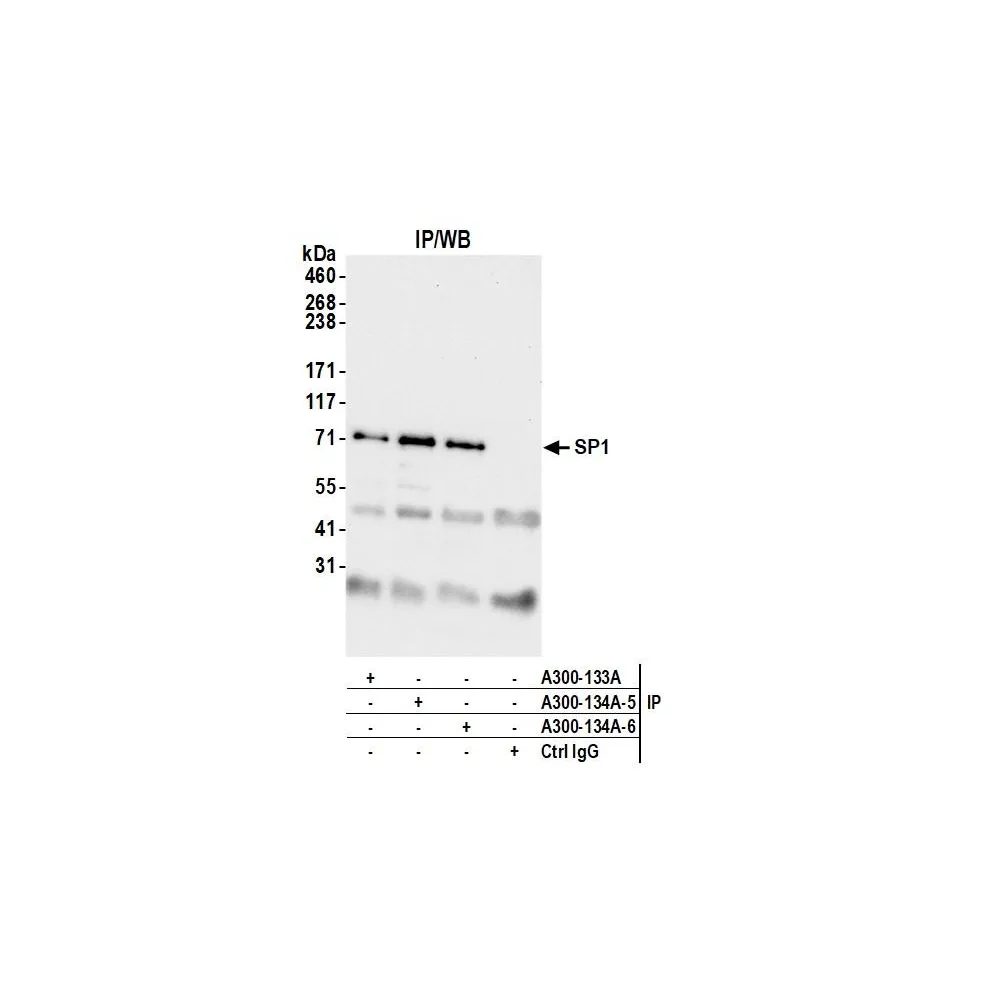 Rabbit anti-Sp1 Antibody, Affinity Purified