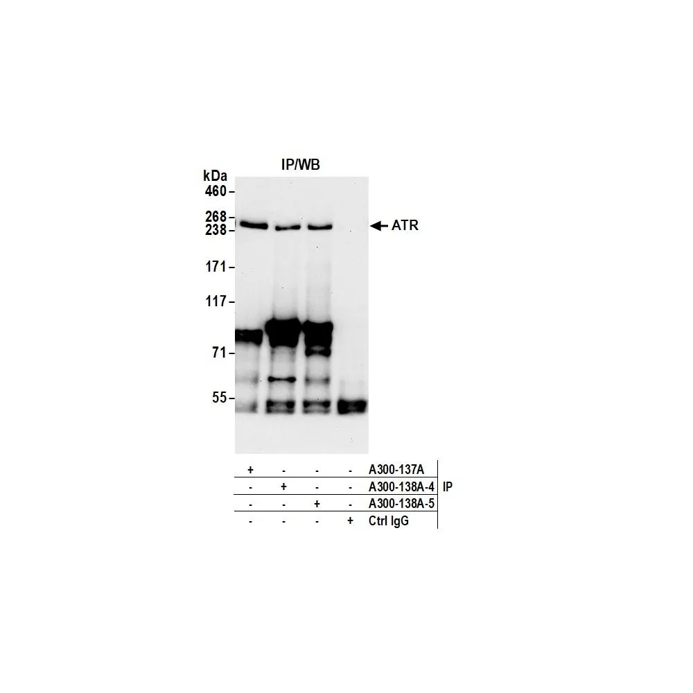 Rabbit anti-ATR Antibody, Affinity Purified