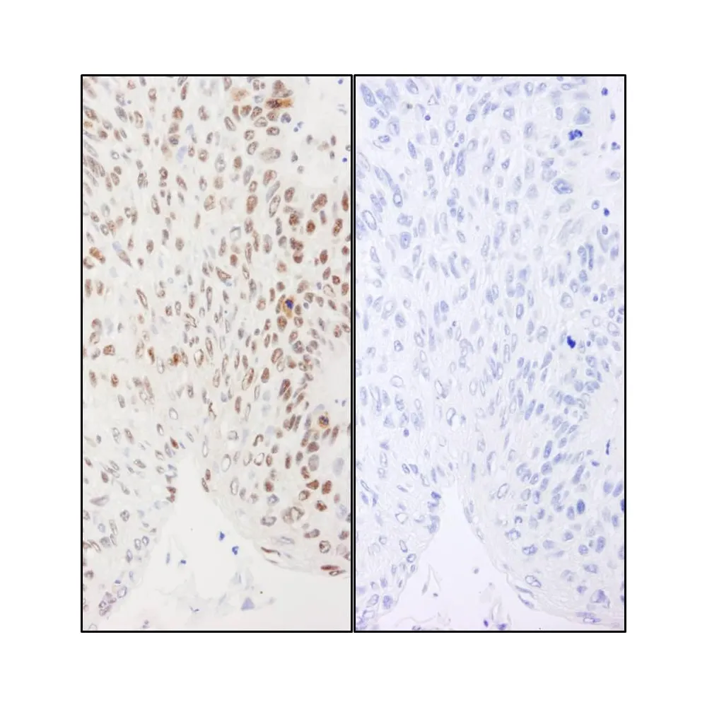 Rabbit anti-Phospho XRCC1 (S461) Antibody, Affinity Purified