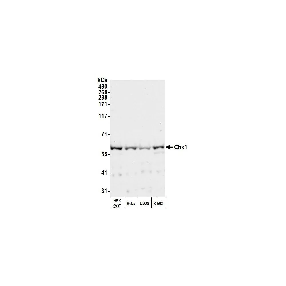 Goat anti-Chk1 Antibody, Affinity Purified