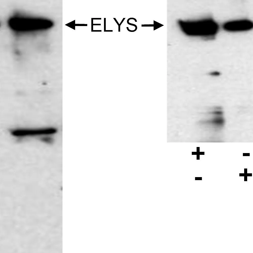 Rabbit anti-ELYS Antibody, Affinity Purified