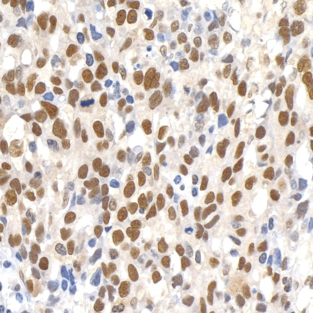 Rabbit anti-Paf1 Antibody, Affinity Purified