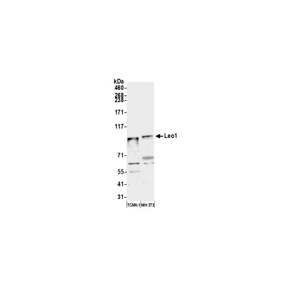 Rabbit anti-Leo1 Antibody, Affinity Purified