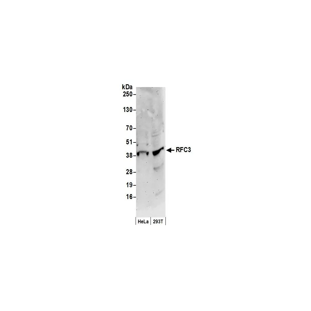 Rabbit anti-RFC3 Antibody, Affinity Purified