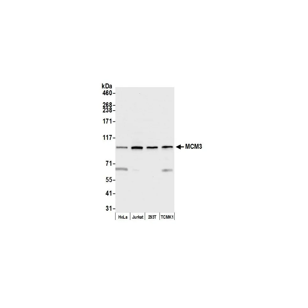 Rabbit anti-MCM3 Antibody, Affinity Purified