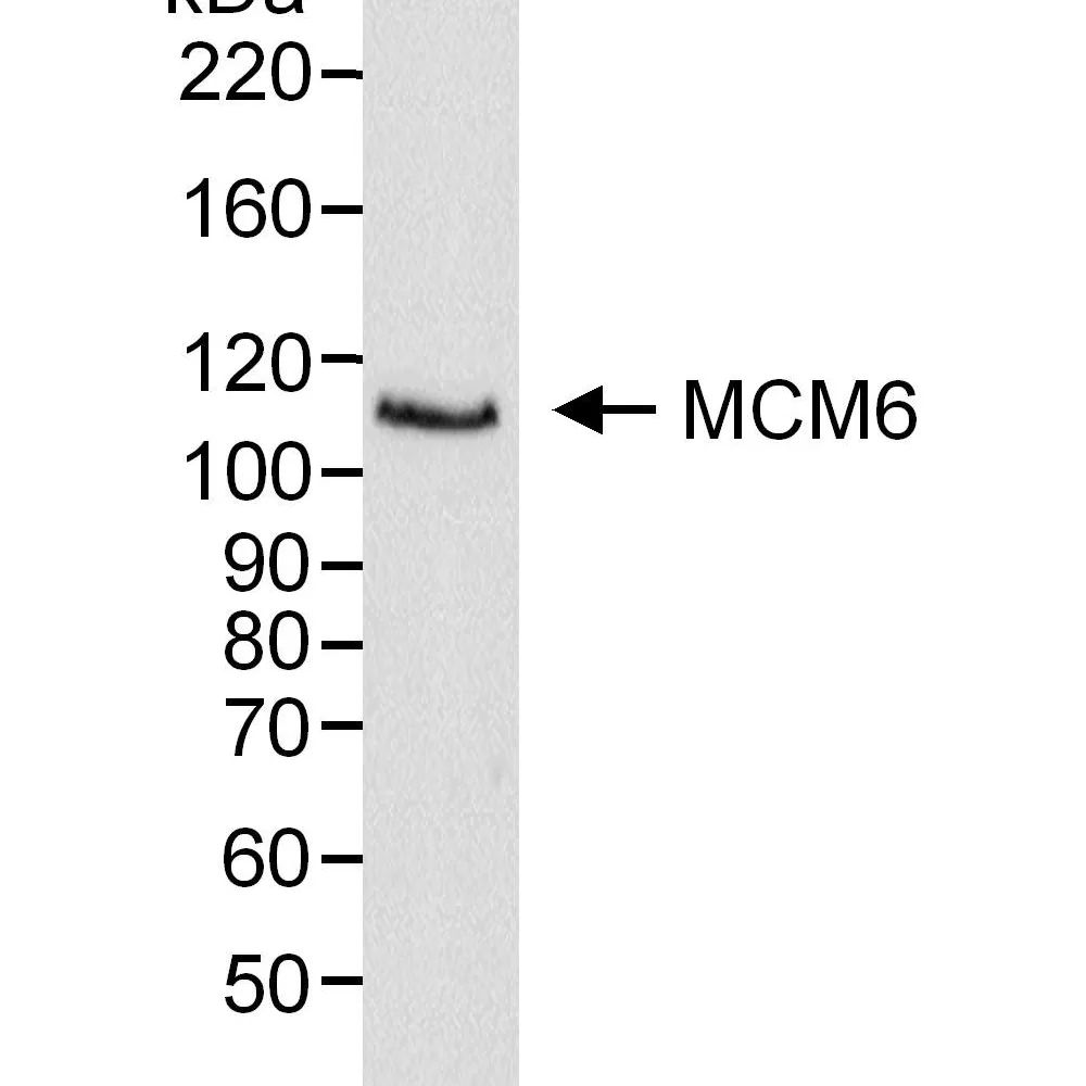 Rabbit anti-MCM6 Antibody, Affinity Purified