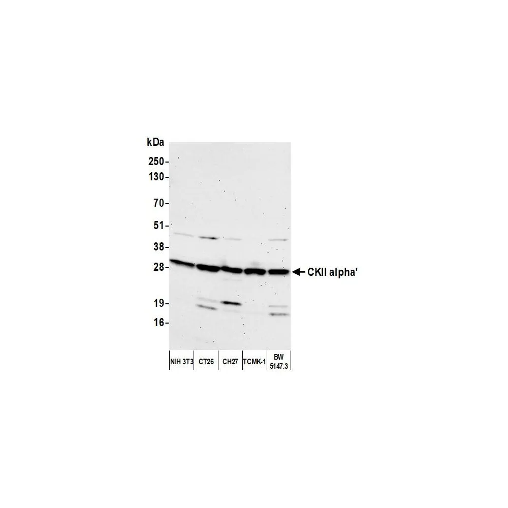 Rabbit anti-CKII alpha' Antibody, Affinity Purified