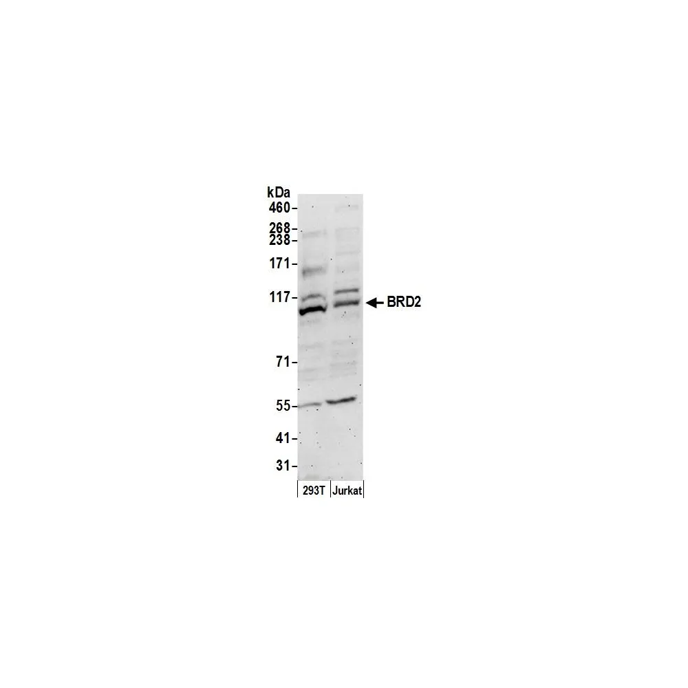 Goat anti-BRD2 Antibody, Affinity Purified