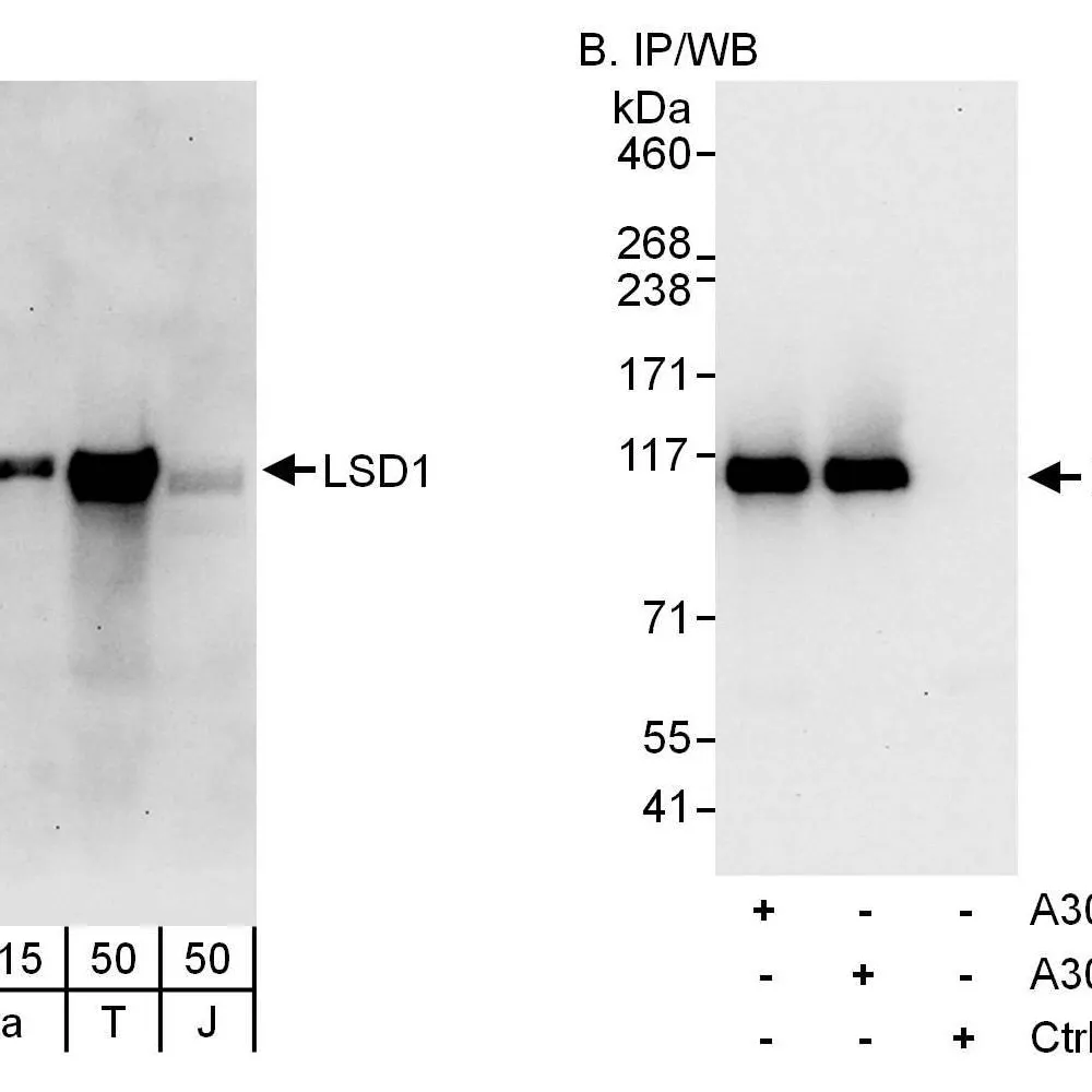 Rabbit anti-BHC110/LSD1 Antibody, Affinity Purified