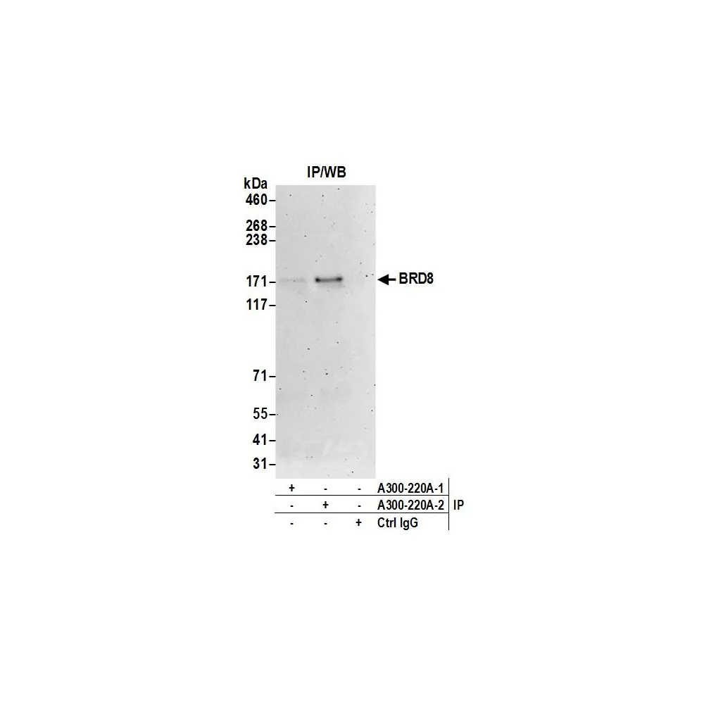 Rabbit anti-BRD8 Antibody, Affinity Purified