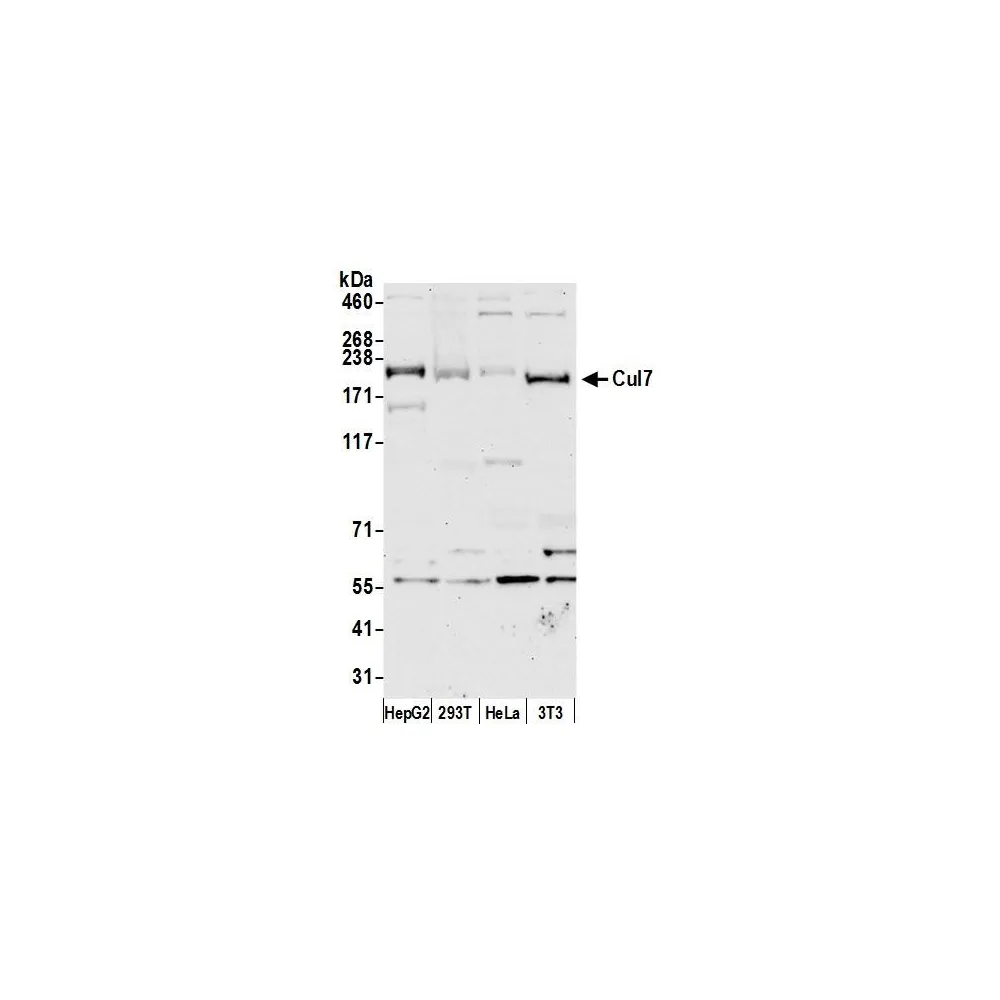 Rabbit anti-Cul7 Antibody, Affinity Purified