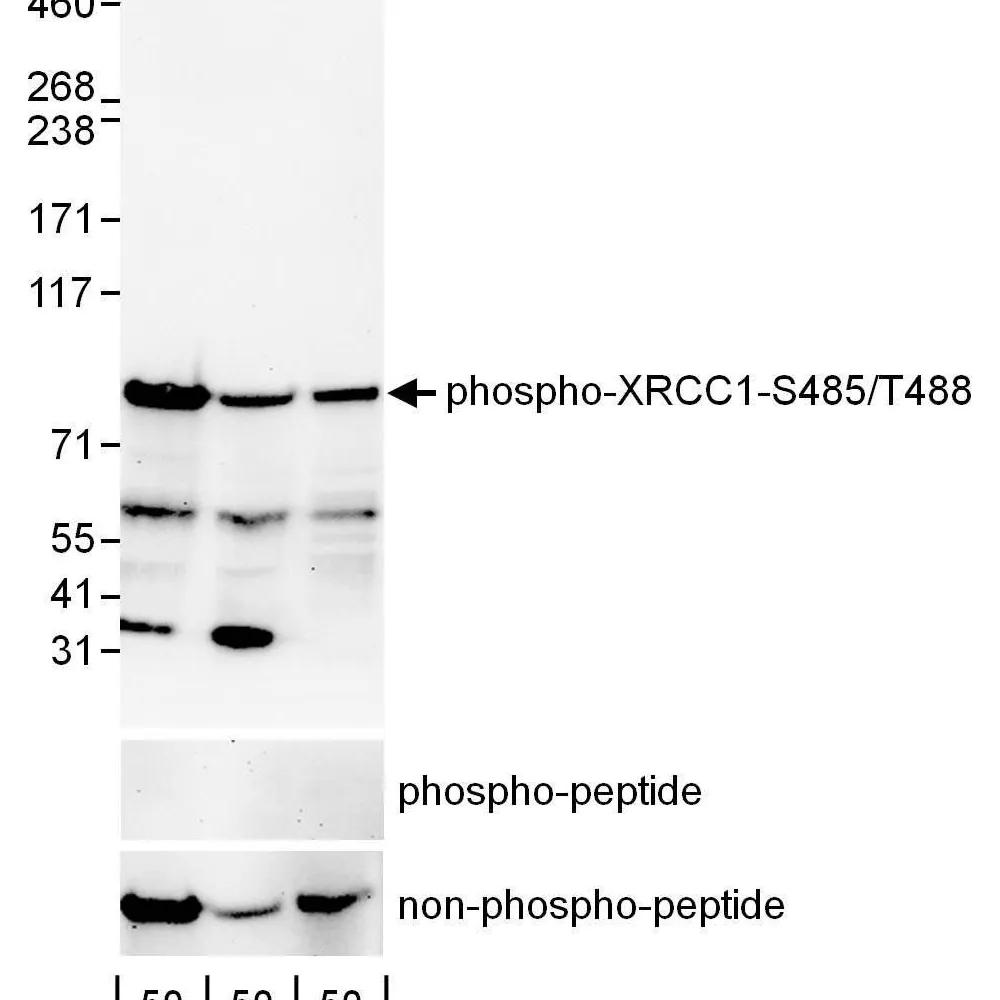 Rabbit anti-Phospho XRCC1 (S485/T488) Antibody, Affinity Purified