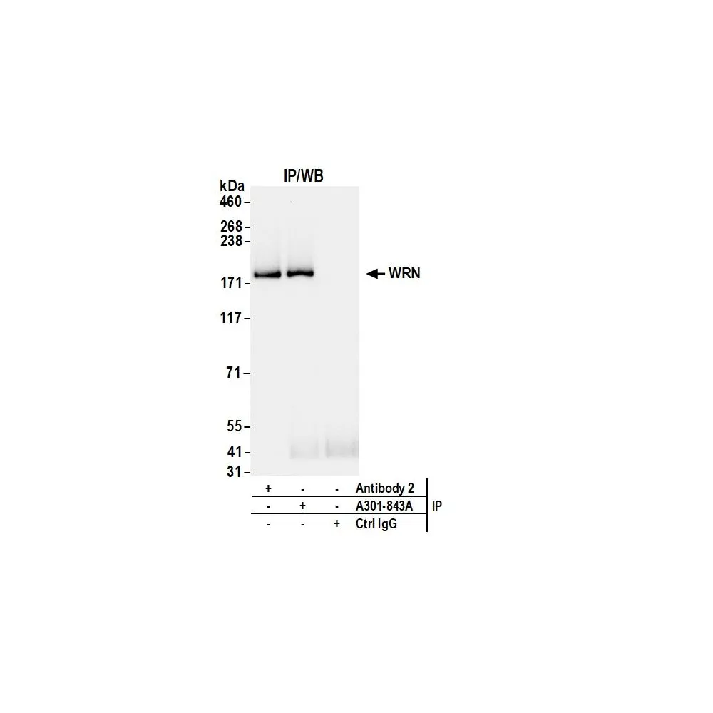 Rabbit anti-WRN Antibody, Affinity Purified