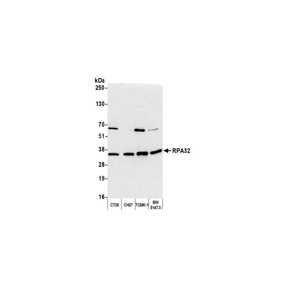 Rabbit anti-RPA32 Antibody, Affinity Purified