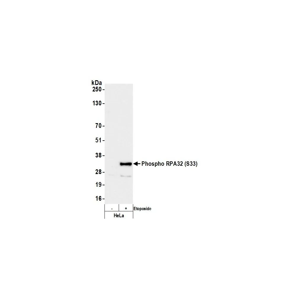 Rabbit anti-Phospho RPA32 (S33) Antibody, Affinity Purified