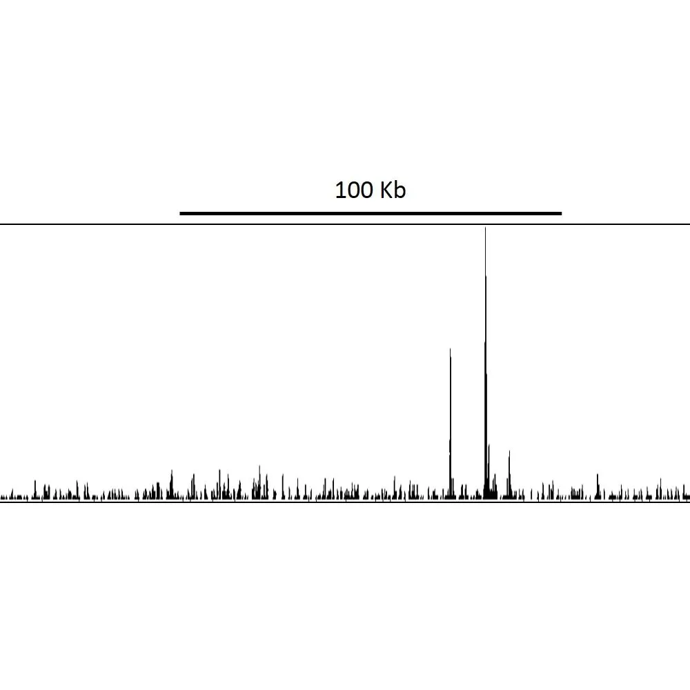 Rabbit anti-p53 Antibody, Affinity Purified