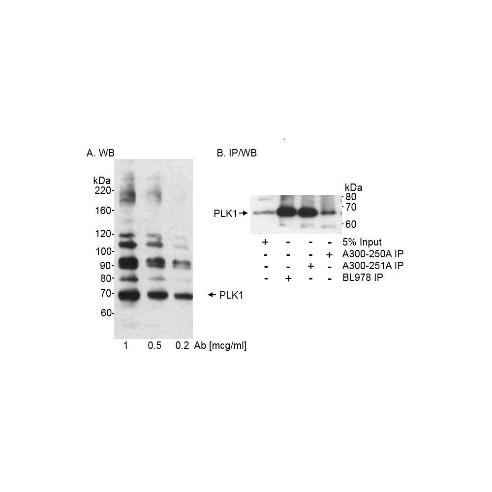 Rabbit anti-PLK1 Antibody, Affinity Purified