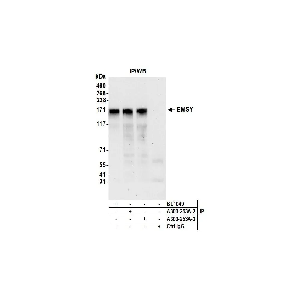 Rabbit anti-EMSY Antibody, Affinity Purified