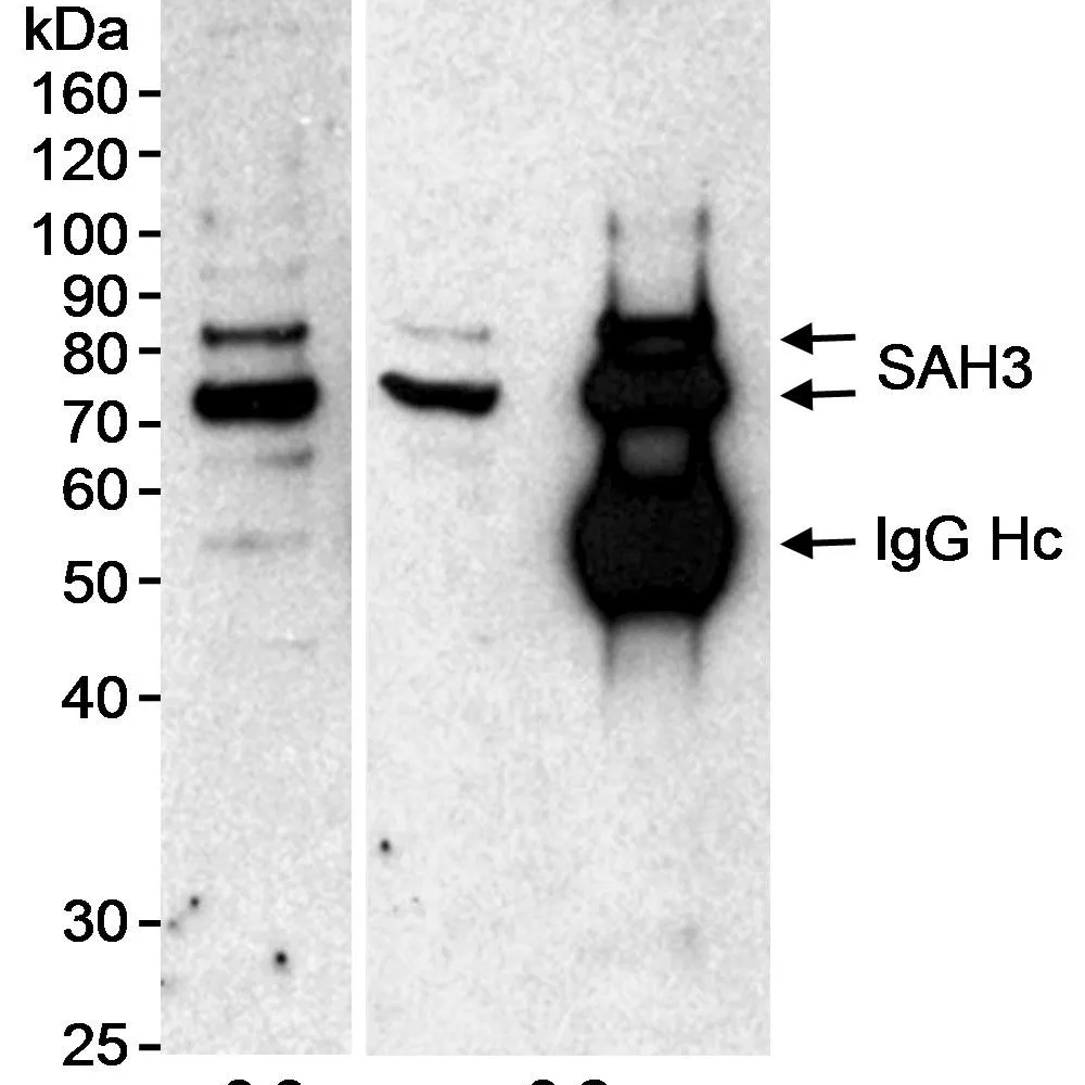 Rabbit anti-SAH3 Antibody, Affinity Purified