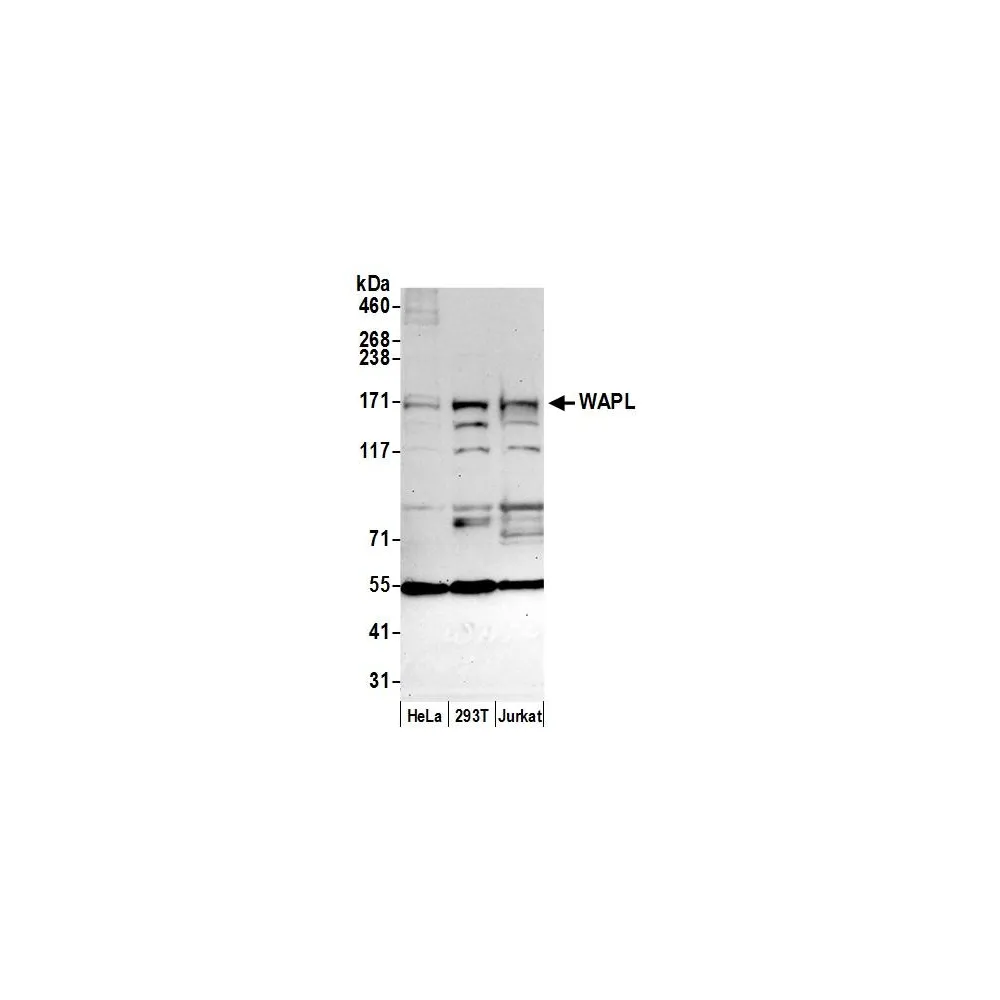 Rabbit anti-WAPL Antibody, Affinity Purified