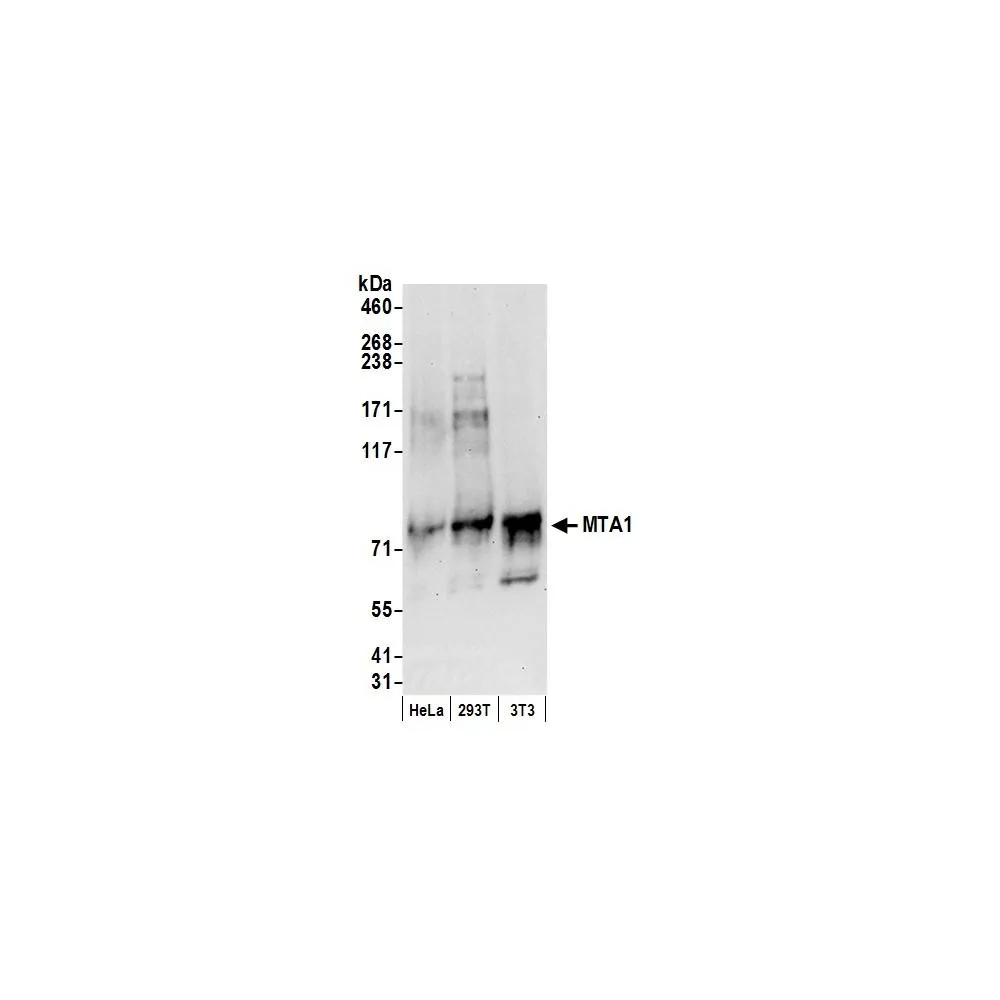 Rabbit anti-MTA1 Antibody, Affinity Purified