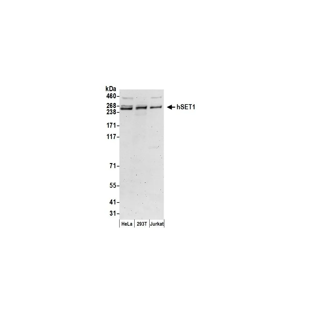 Rabbit anti-hSET1 Antibody, Affinity Purified