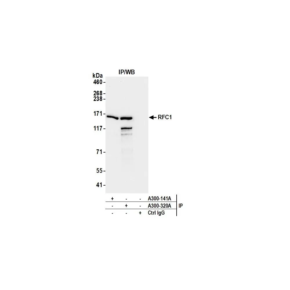 Rabbit anti-RFC1 Antibody, Affinity Purified