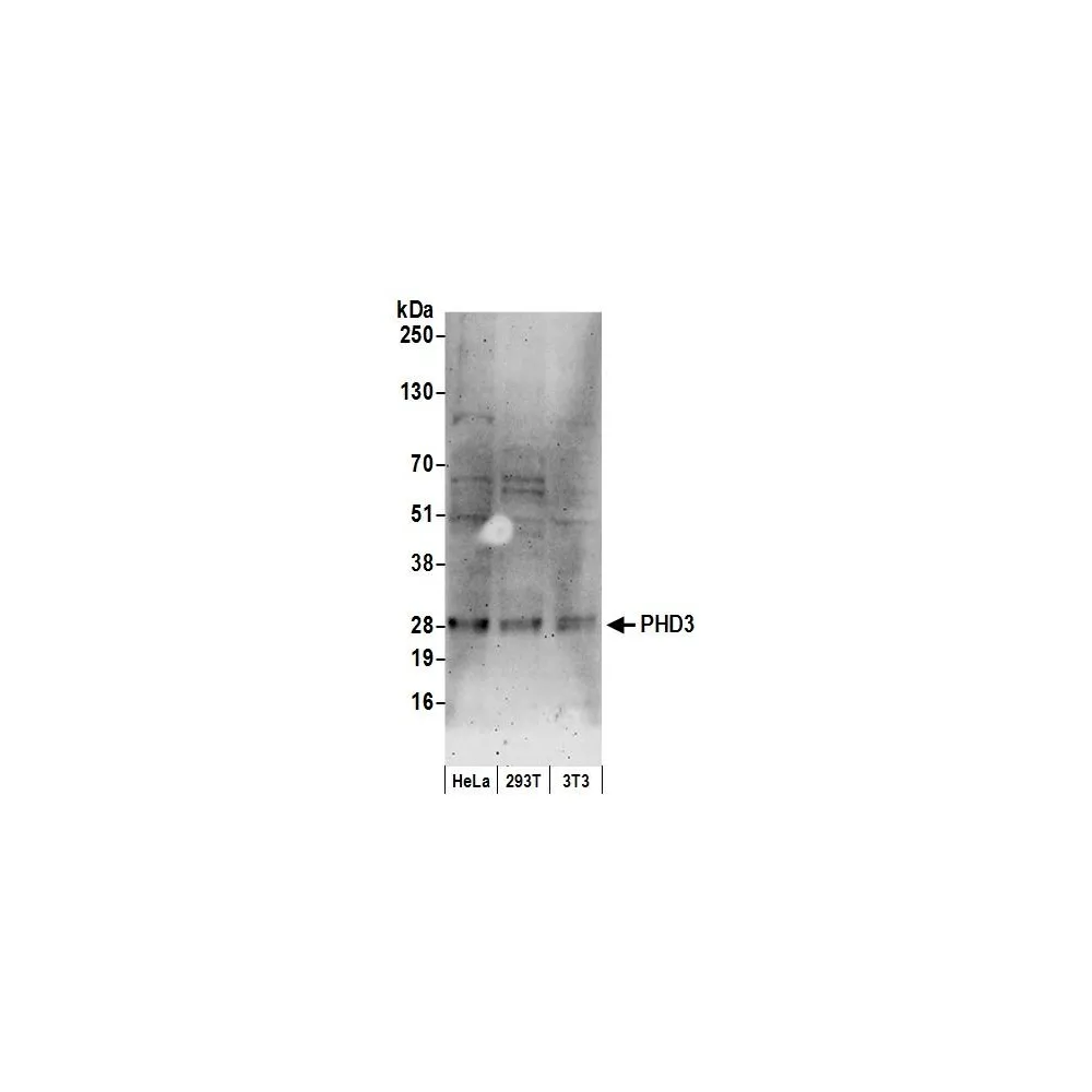 Rabbit anti-PHD3 Antibody, Affinity Purified