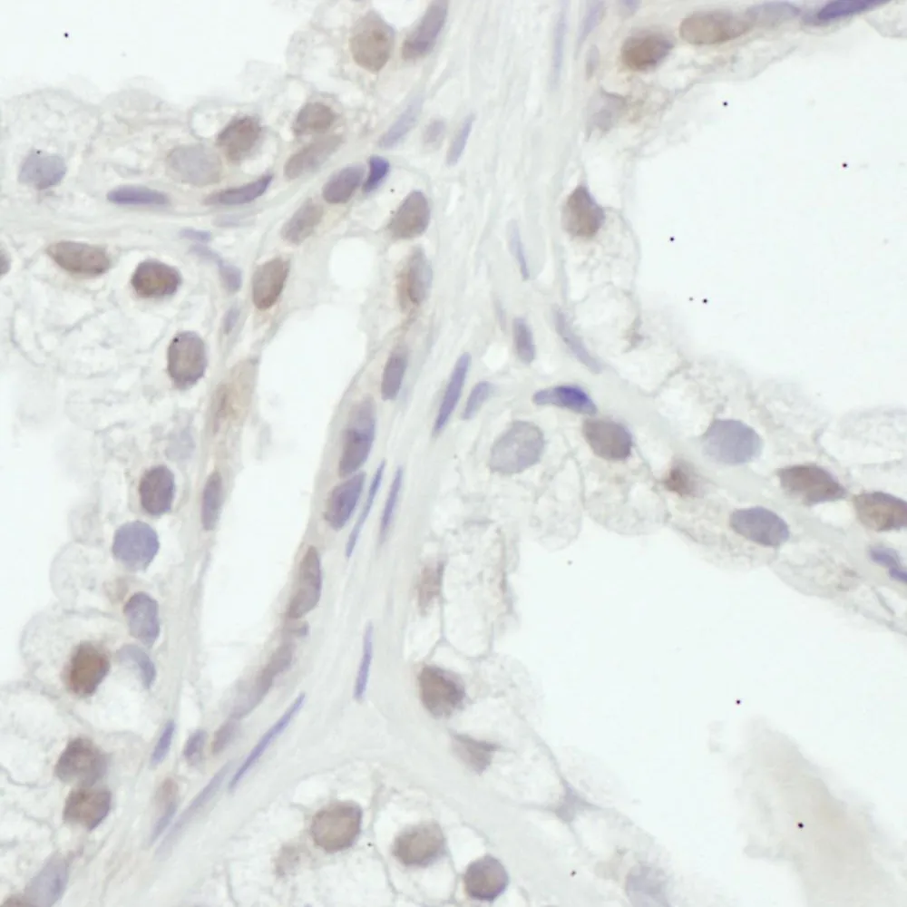 Rabbit anti-SRC1 Antibody, Affinity Purified