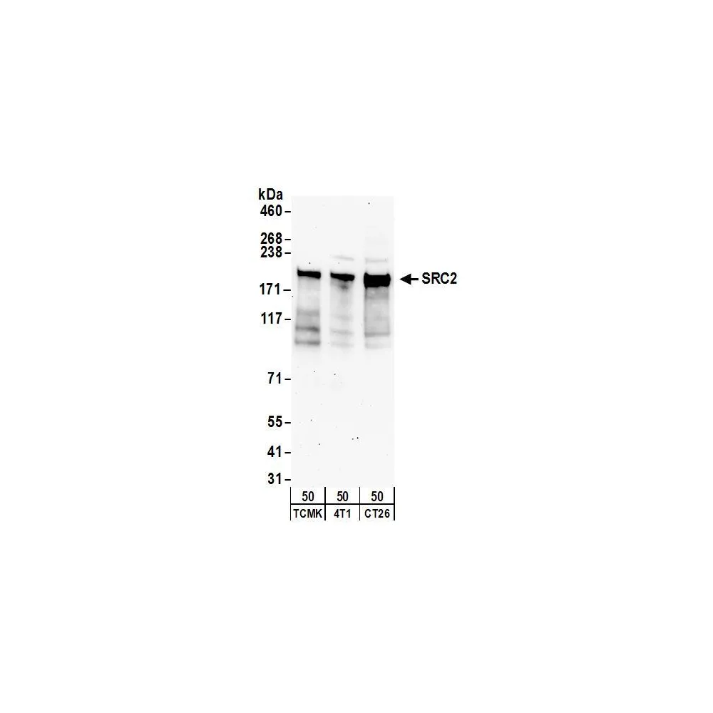 Rabbit anti-NCOA2/SRC2 Antibody, Affinity Purified